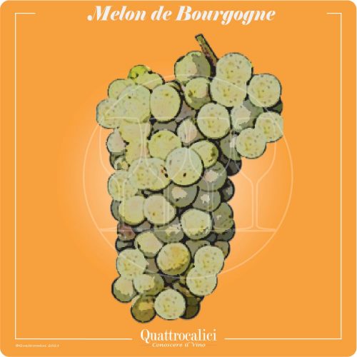 Vitigno  Melon de Bourgogne