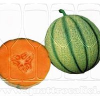 Melone Mantovano IGP