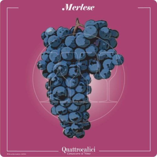 Vitigno  Merlese