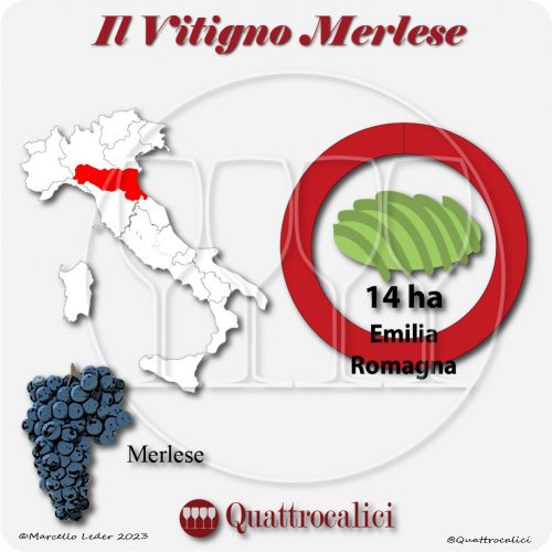 Il Vitigno Merlese e la sua coltivazione in Italia