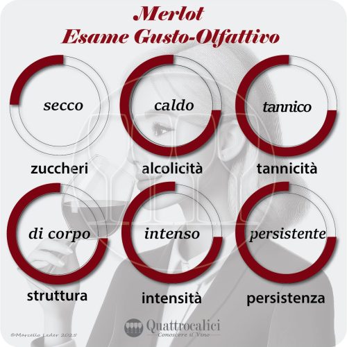 L'esame gusto-olfattivo dei vini Merlot