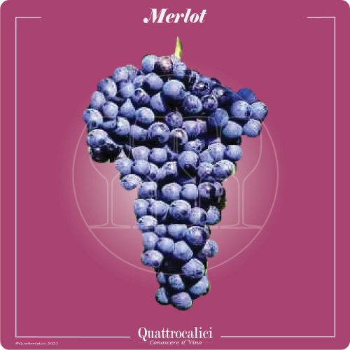 Vitigno  Merlot