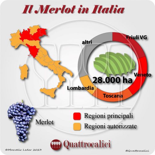 Il Vitigno Merlot e la sua coltivazione in Italia