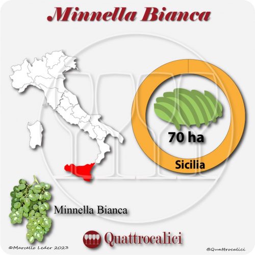 Il Vitigno Minnella bianca e la sua coltivazione in Italia