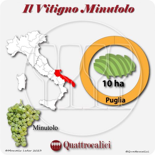 Il Vitigno Minutolo e la sua coltivazione in Italia