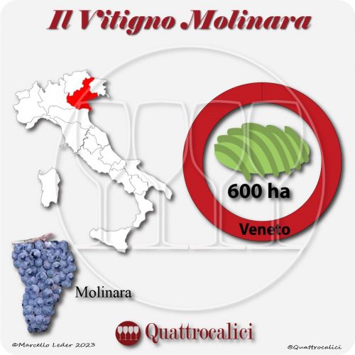 Il Vitigno Molinara e la sua coltivazione in Italia