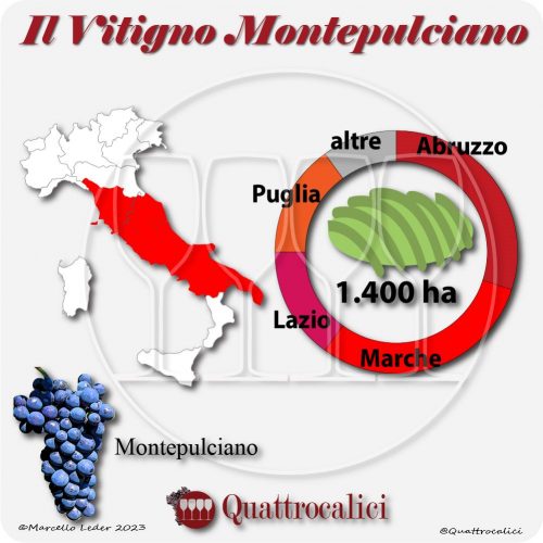 Il Vitigno Montepulciano e la sua coltivazione in Italia