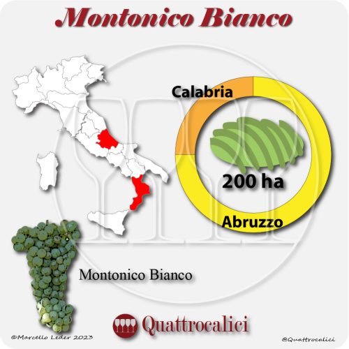 il vitigno montonico bianco