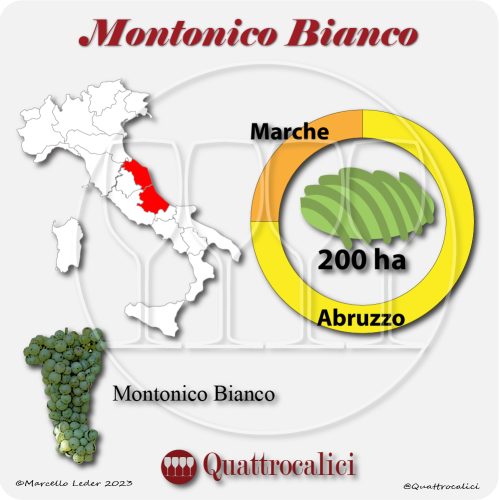 Il Montonico bianco in Italia