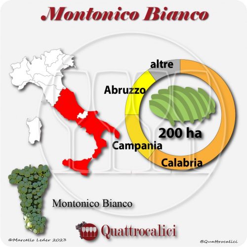 Il Vitigno Montonico bianco e la sua coltivazione in Italia