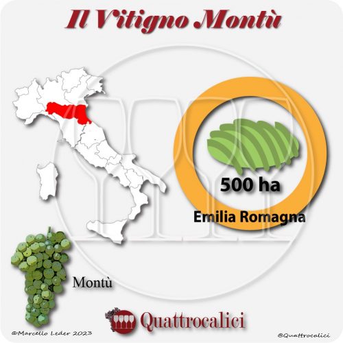 Il Vitigno Montù e la sua coltivazione in Italia