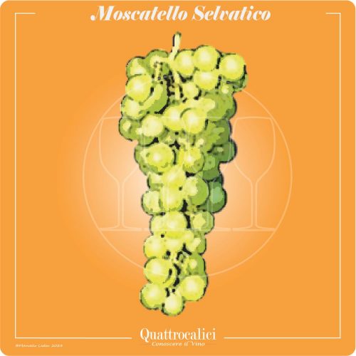 Vitigno  Moscatello selvatico