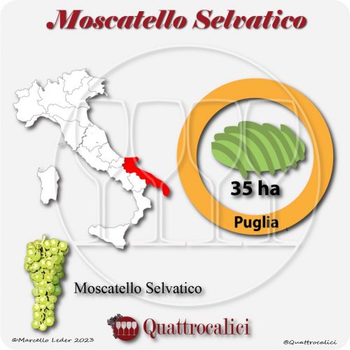 Il Vitigno Moscatello selvatico e la sua coltivazione in Italia