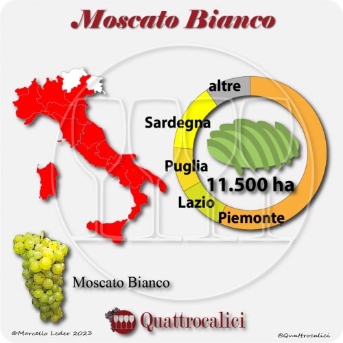 Il Vitigno Moscato bianco e la sua coltivazione in Italia