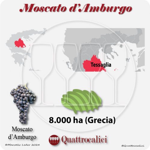 Il vitigno Moscato d'Amburgo in Grecia