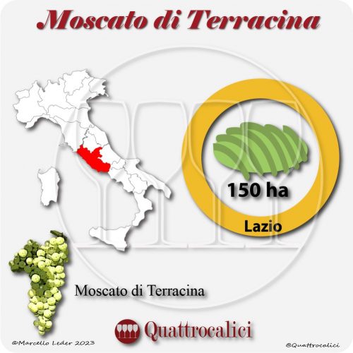 Il Vitigno Moscato di Terracina e la sua coltivazione in Italia
