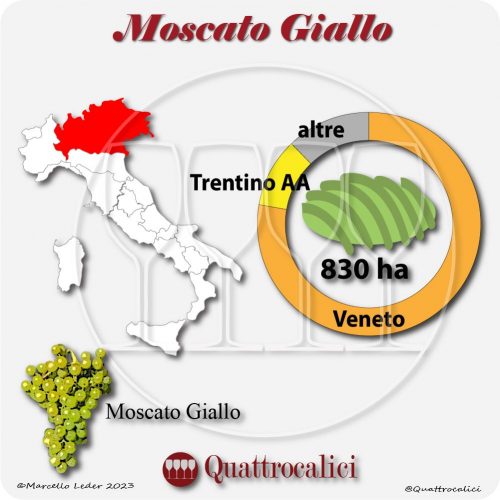Il Vitigno Moscato giallo e la sua coltivazione in Italia