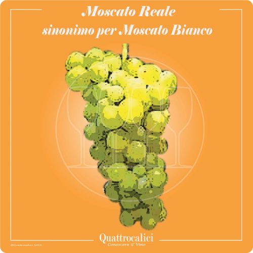 Vitigno  Moscato reale