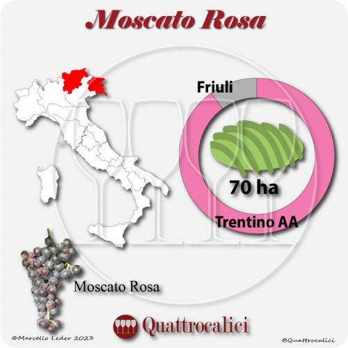 Il Vitigno Moscato rosa e la sua coltivazione in Italia