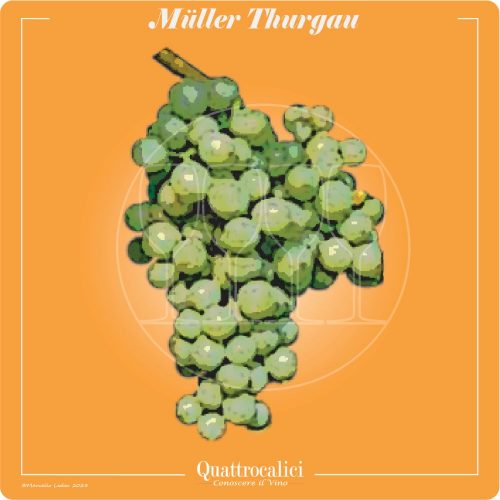 Vitigno  Müller-Thurgau