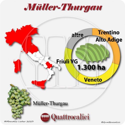 Il Vitigno Müller-Thurgau e la sua coltivazione in Italia