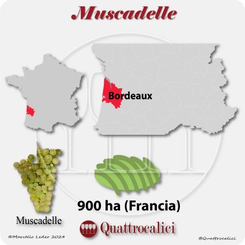 Il vitigno Muscadelle in Francia