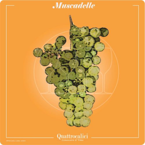 Vitigno  Muscadelle