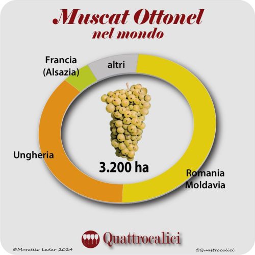 Il Muscat Ottonel nel mondo