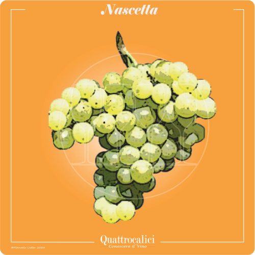 Vitigno  Nascetta