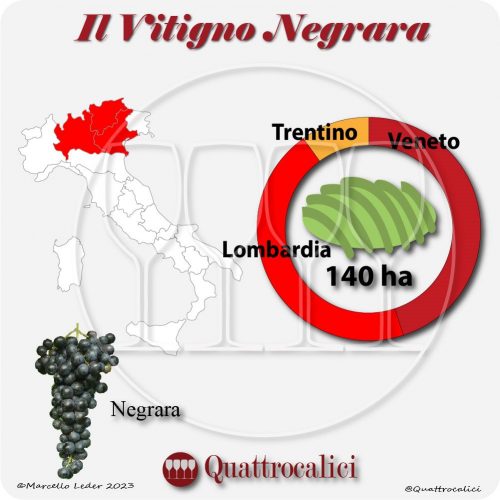 Il Vitigno Negrara e la sua coltivazione in Italia