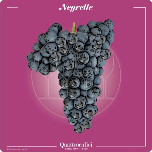 il vitigno negrette