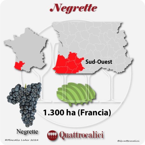 Négrette - Quattrocalici - L'Atlante dei Vitigni