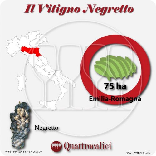 Il Vitigno Negretto e la sua coltivazione in Italia