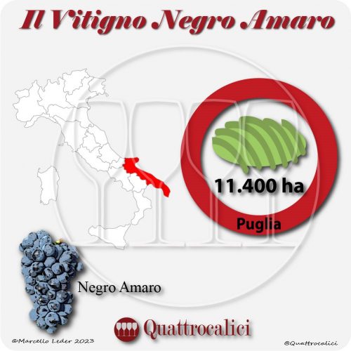 Il Vitigno Negro Amaro e la sua coltivazione in Italia