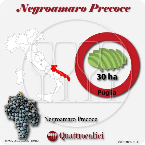 Il Vitigno Negroamaro precoce e la sua coltivazione in Italia