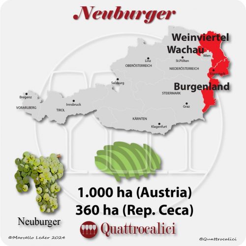 Il vitigno Neuburger in Austria