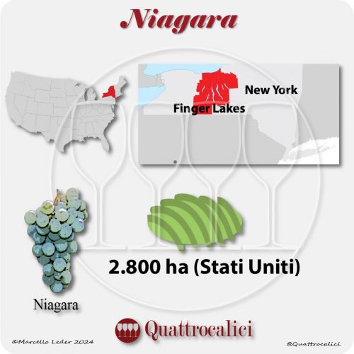 Il vitigno Niagara negli Stati Uniti