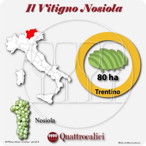 Il Vitigno Nosiola e la sua coltivazione in Italia