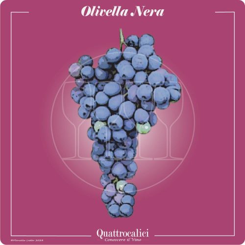 Vitigno  Olivella nera