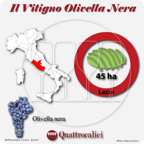 Il Vitigno Olivella nera e la sua coltivazione in Italia