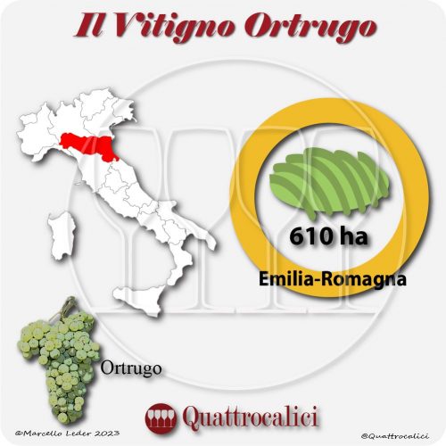 Il Vitigno Ortrugo e la sua coltivazione in Italia