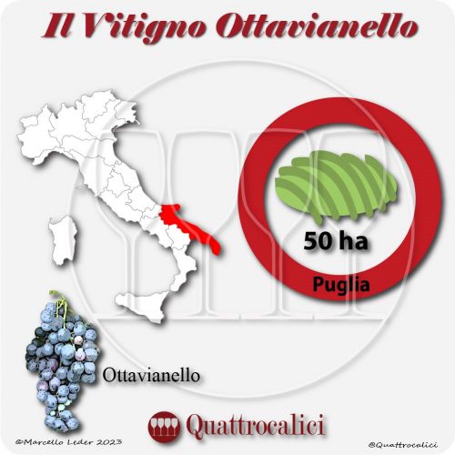 Il Vitigno Ottavianello e la sua coltivazione in Italia