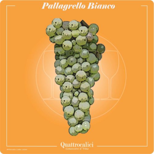 Vitigno  Pallagrello bianco