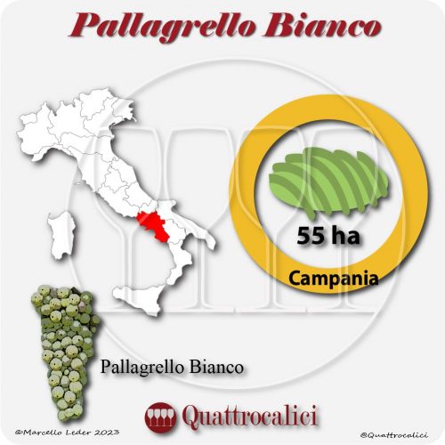 Il Vitigno Pallagrello bianco e la sua coltivazione in Italia