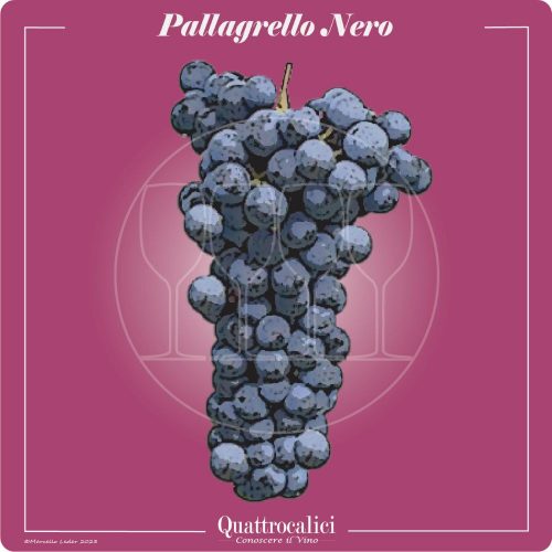 Vitigno  Pallagrello nero