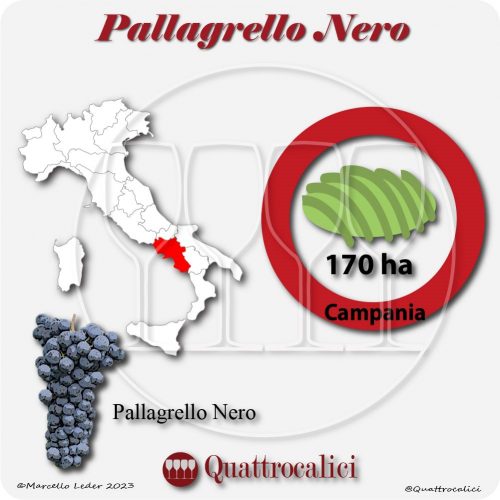 Il Vitigno Pallagrello nero e la sua coltivazione in Italia