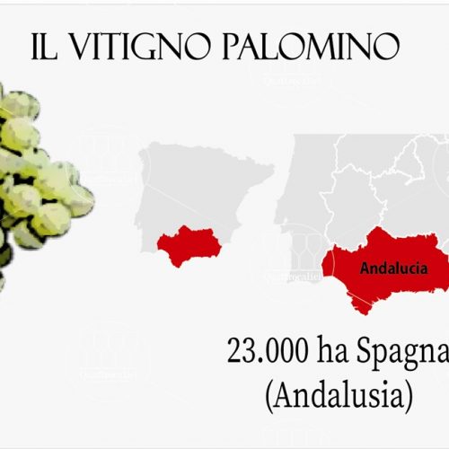 palomino vitigno