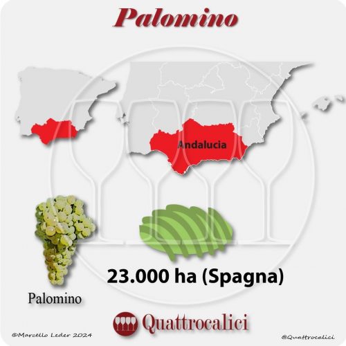 Il vitigno Palomino in Spagna
