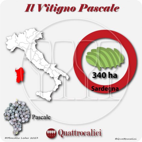 Il Vitigno Pascale e la sua coltivazione in Italia