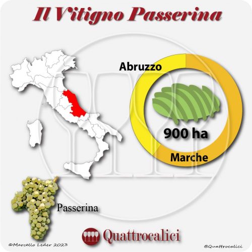 Il Vitigno Passerina e la sua coltivazione in Italia